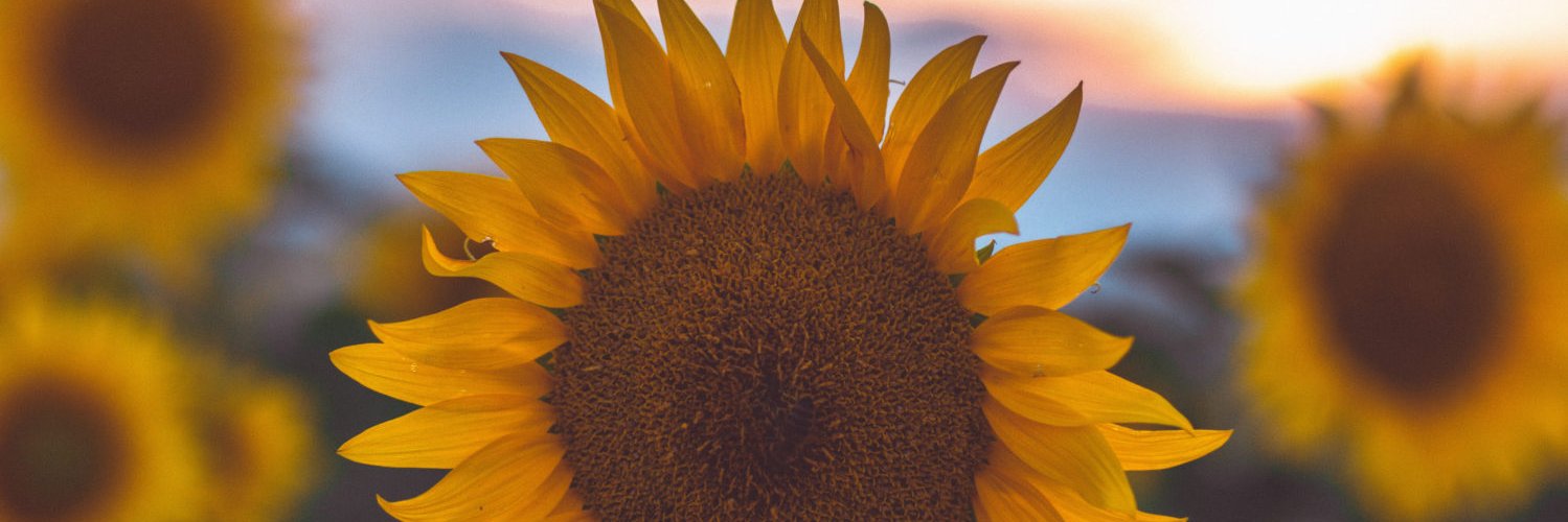 sincerelyloewe's profile banner image