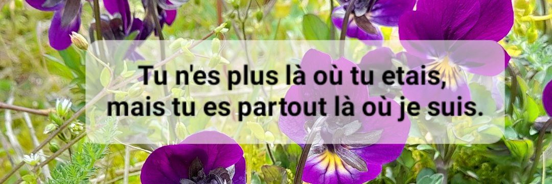 Stephanie N 🇳🇱🌷🚲🧀🐄🌊 banner