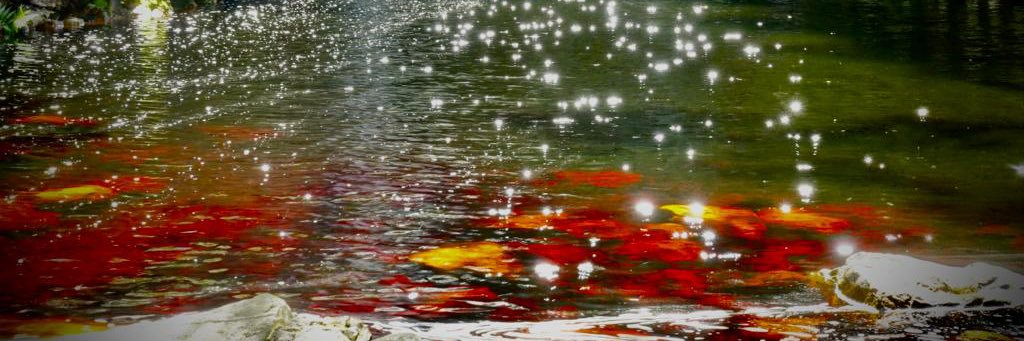 wolfszeit 🐺 banner