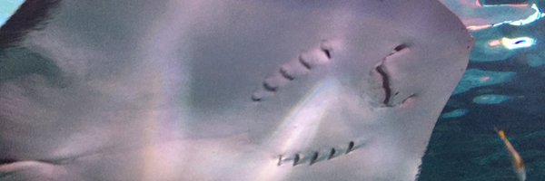 MindyVickers Profile Banner