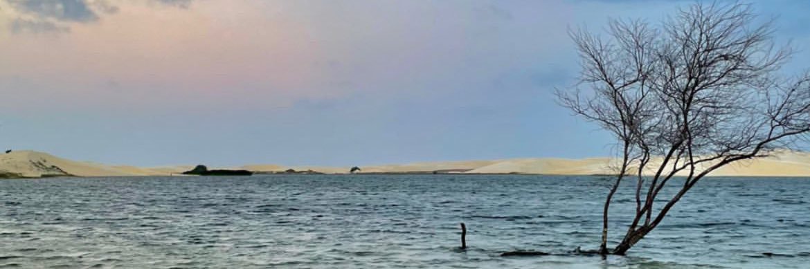 Ana C. banner