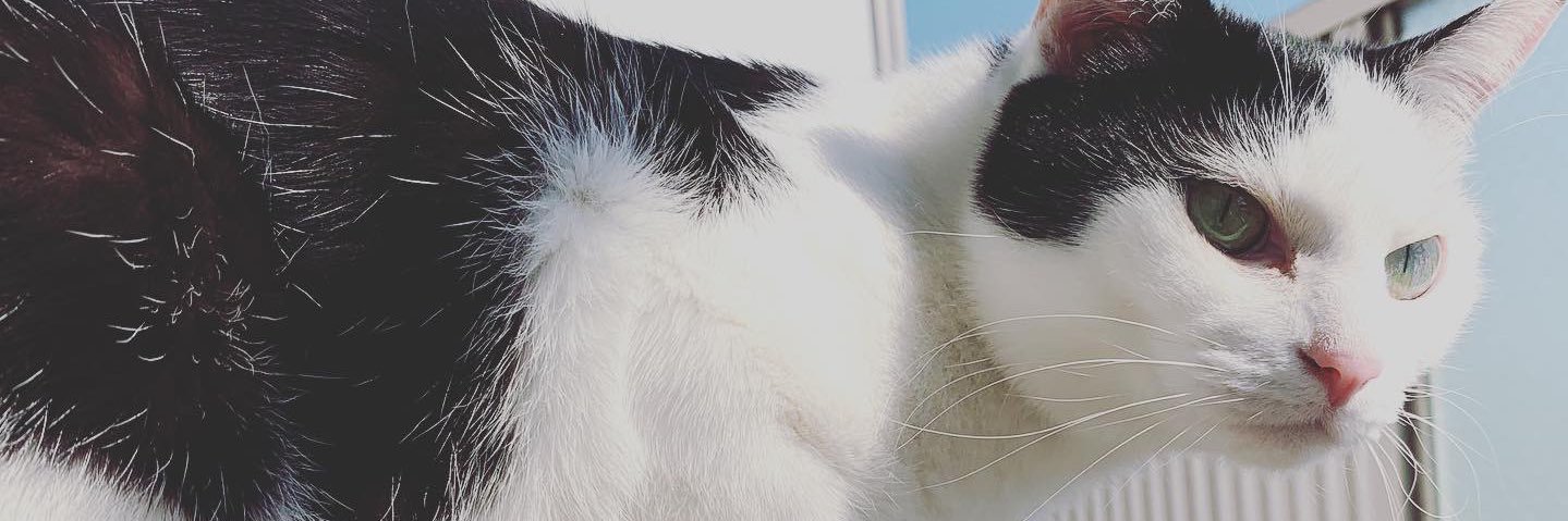 chiffon26's profile banner image