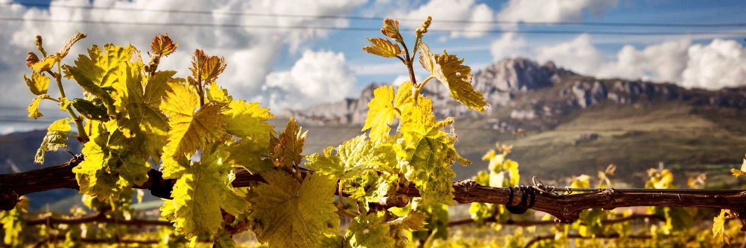 Bodegas Casa Primicia banner
