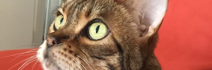 mandmladybug's profile banner image