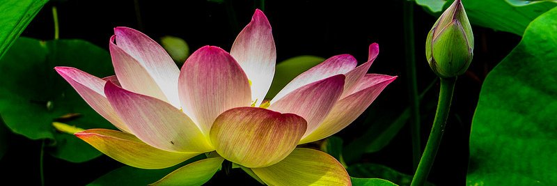 OpenDevVietnam banner