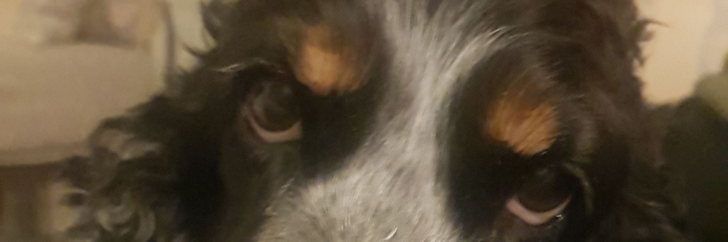 claudialupi's profile banner image