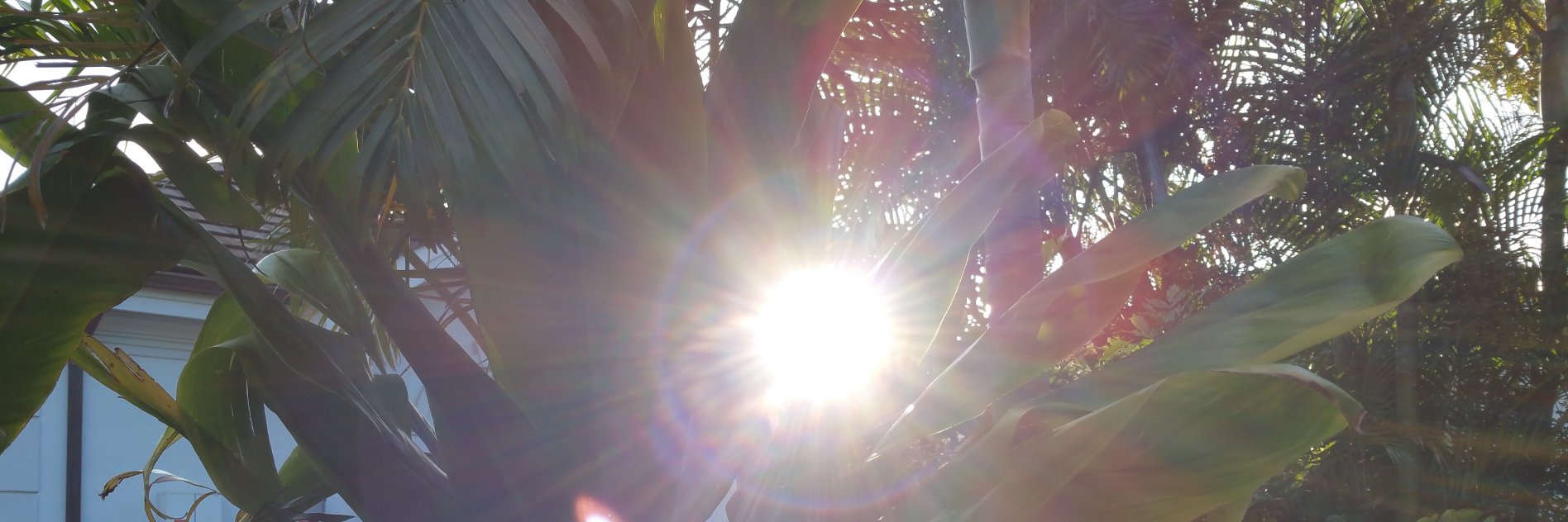 DickNono's profile banner image