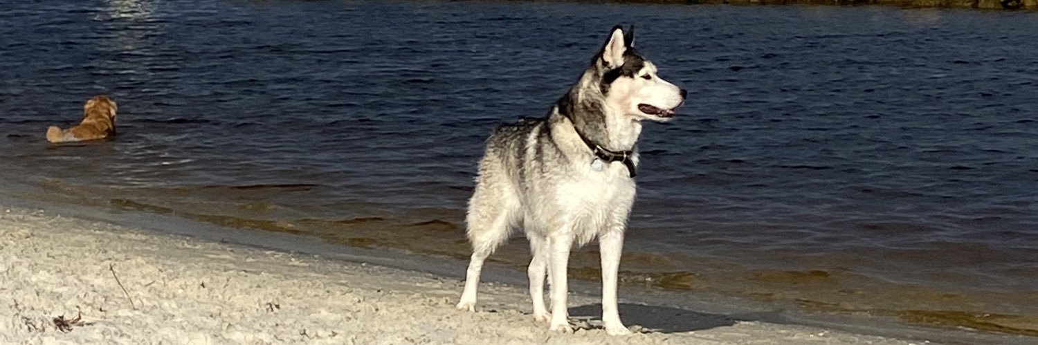 DisguisedScholar banner