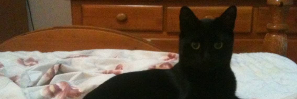 KwiiCat banner