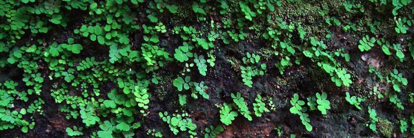 dvaninsberghe Profile Banner