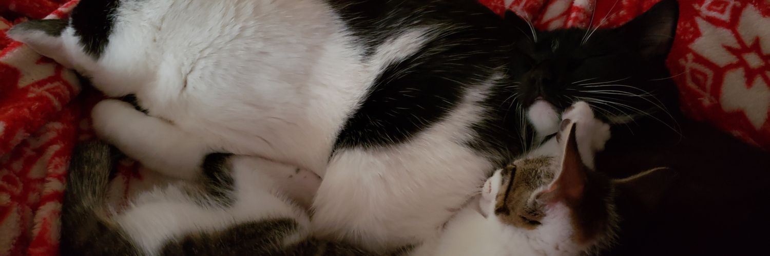 🏳️‍⚧️🏳️‍🌈That trans 🐈 w/all the depression 🍉 banner