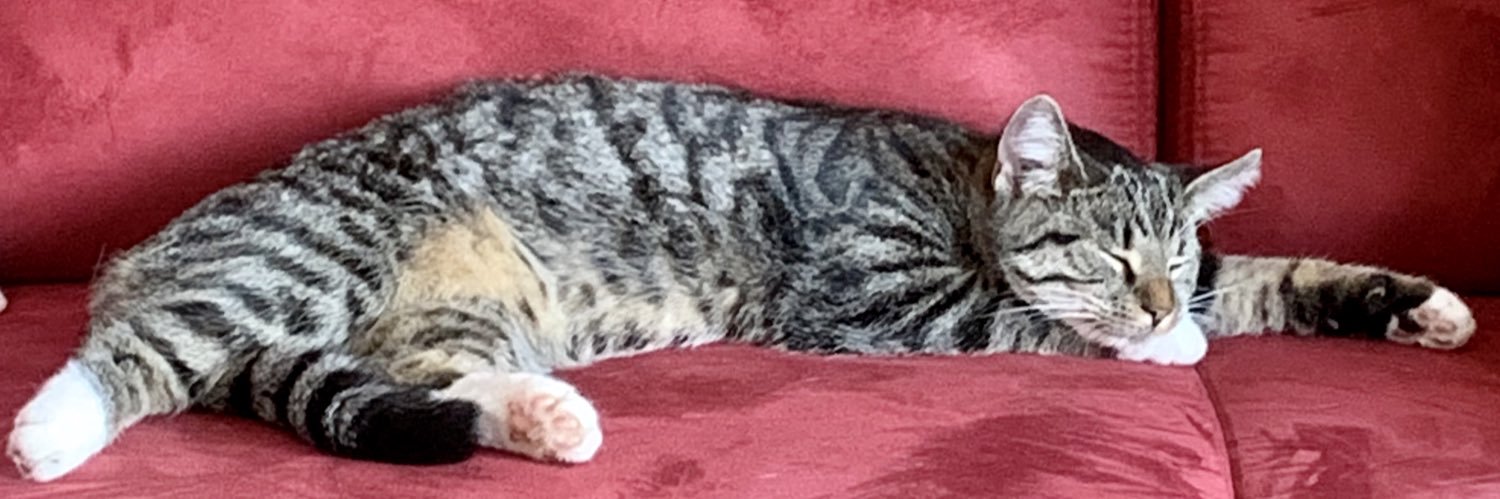 Seelenkatze 😻🐾's banner