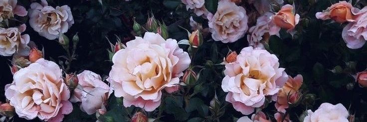 mee_lody's profile banner image