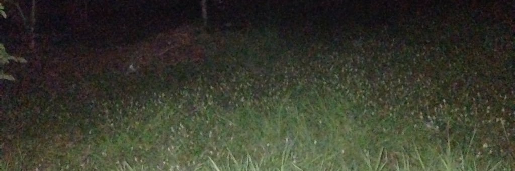 Grizzly and the gang : ) (❖,❖) banner