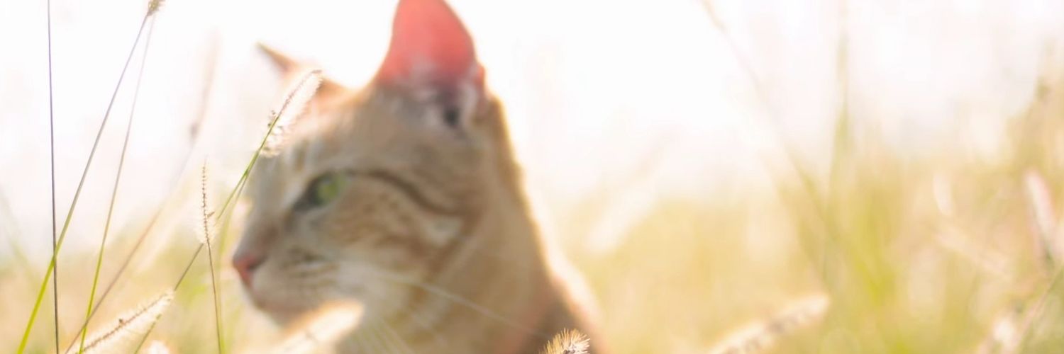 BTX_AND's profile banner image