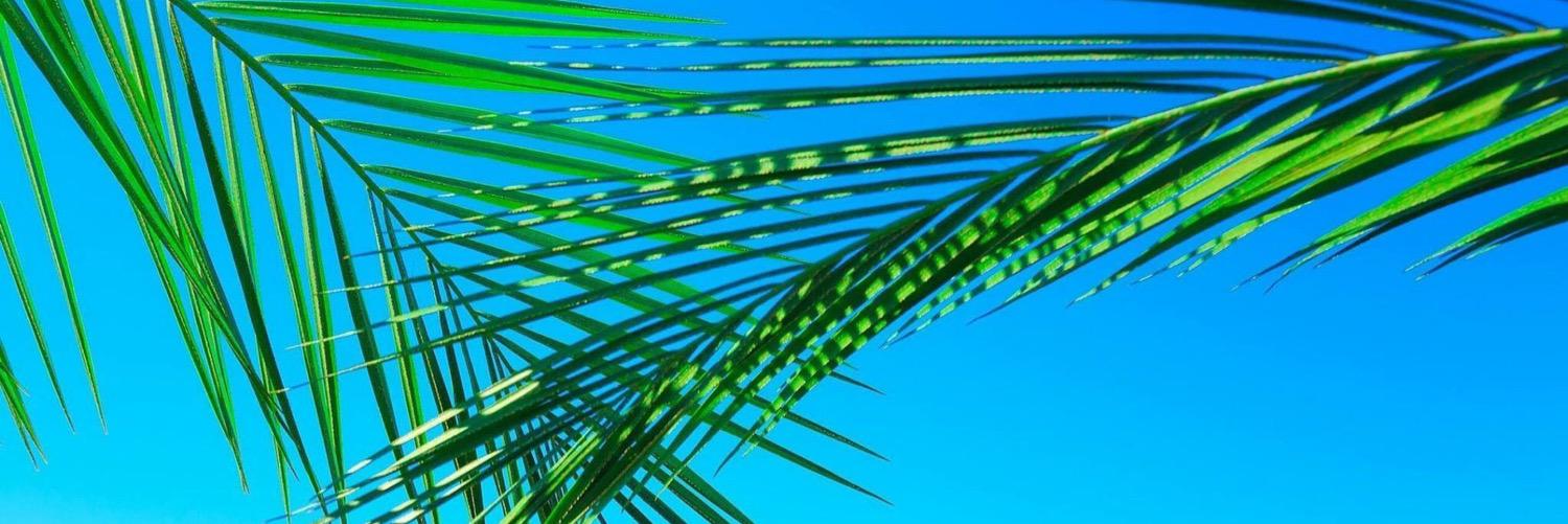 junepagodatree's profile banner image