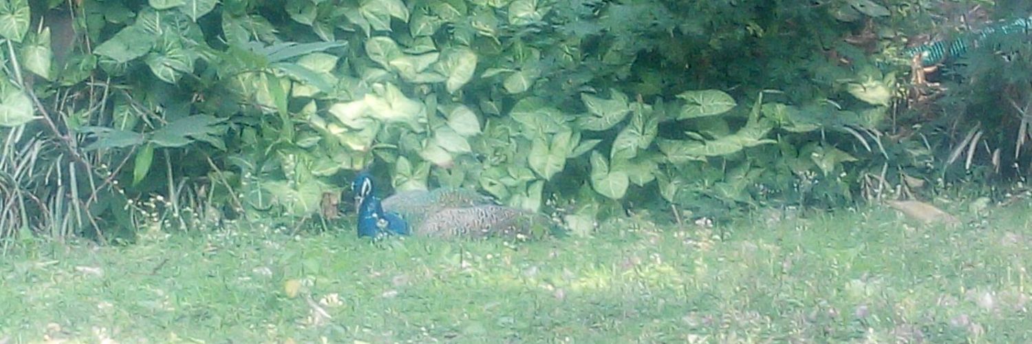 Dr. Reshma Sagari banner