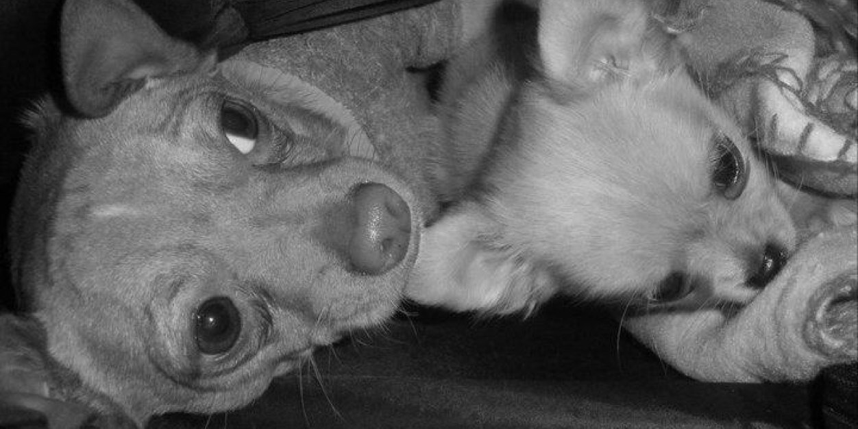 puncheta84's profile banner image