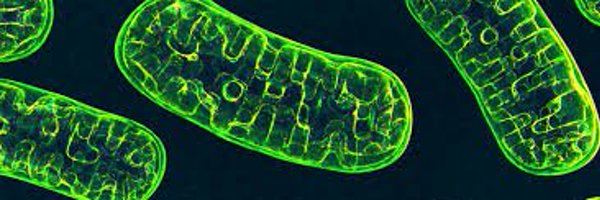 MitochondriaNe1 Profile Banner