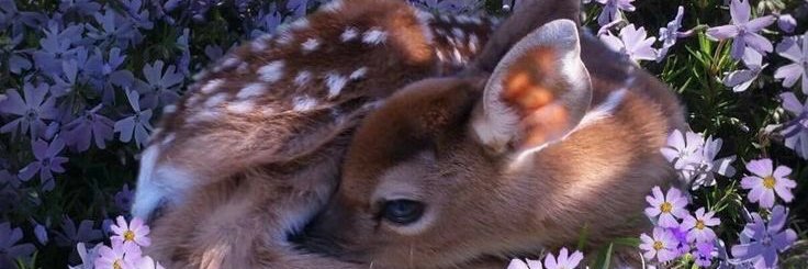 Smollie banner