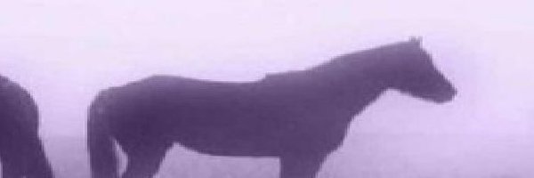 raaaaphy1 Profile Banner
