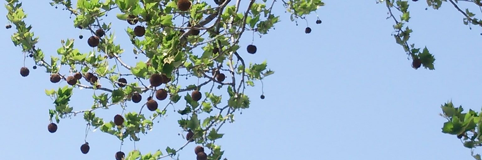 buechner's profile banner image
