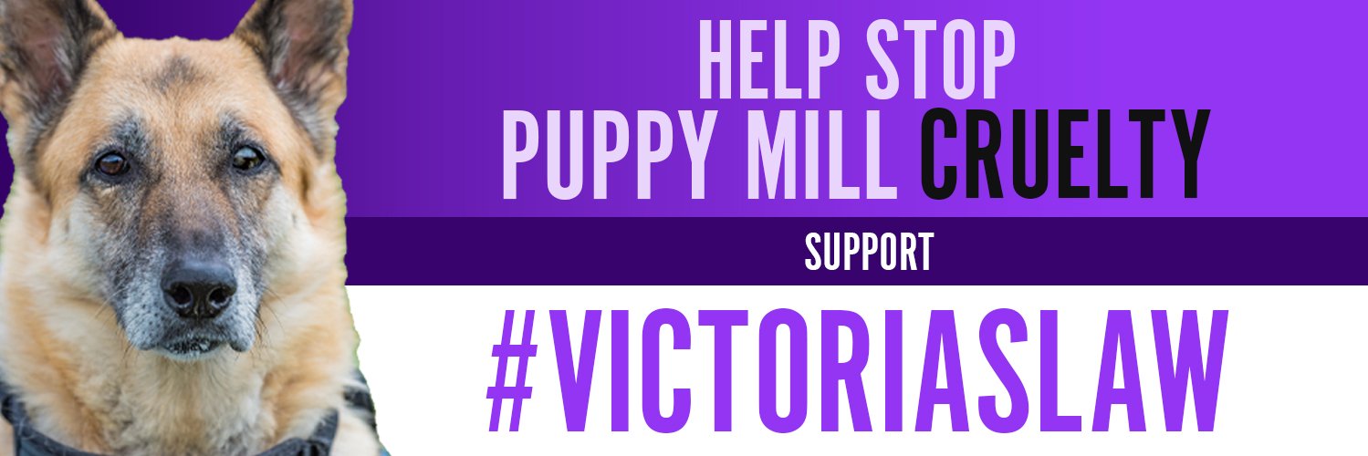 wholelottadogs's profile banner image