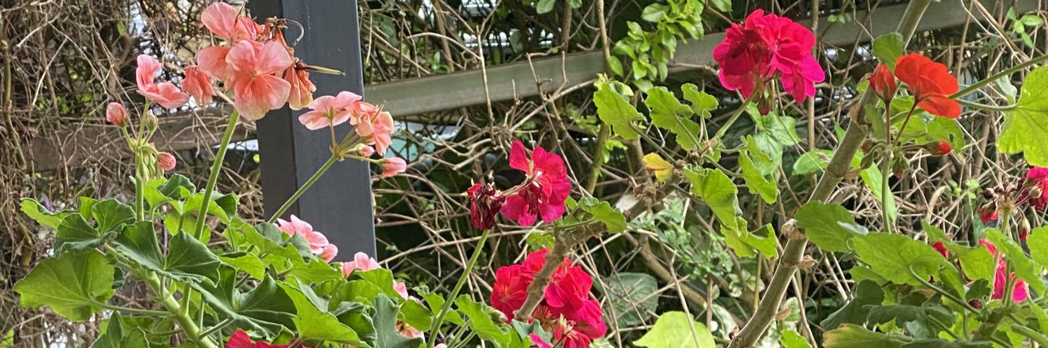 AlisonKinyanjui's profile banner image