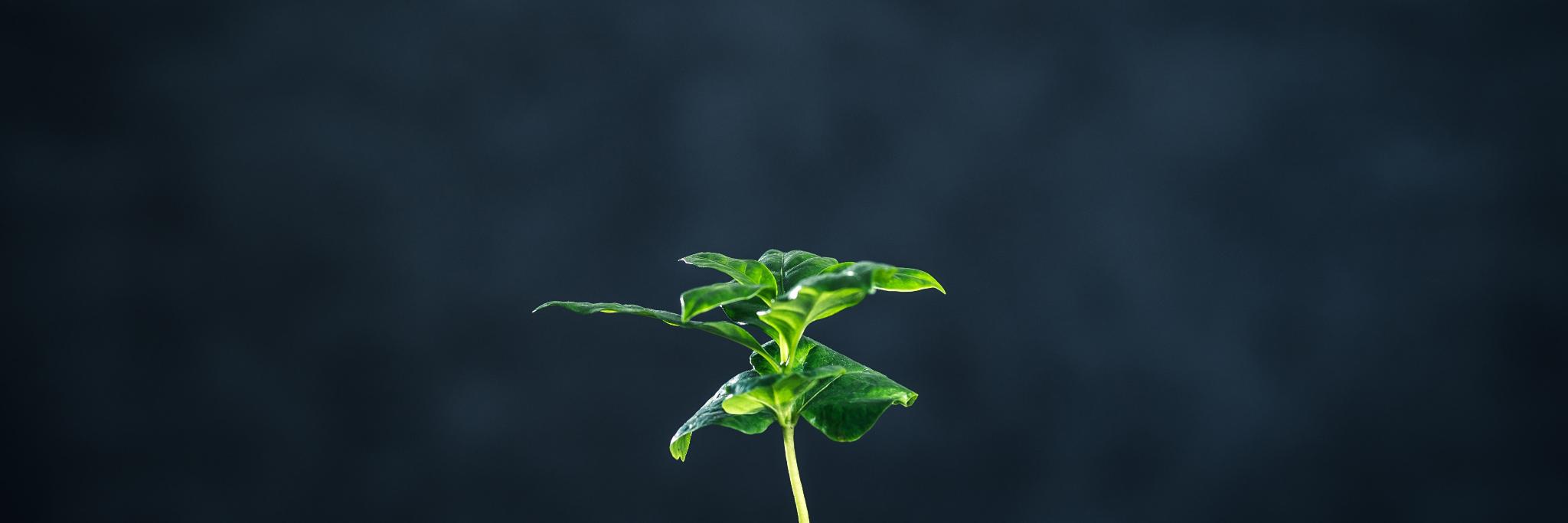 Erlang Ecosystem Foundation's banner