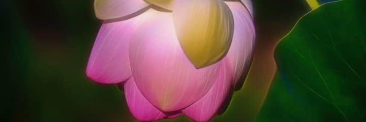 veronicaddutan's profile banner image