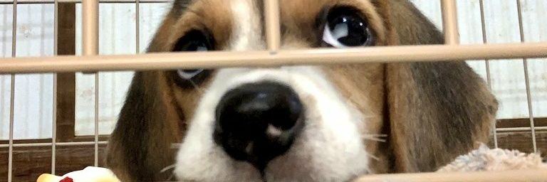 piyoF's profile banner image