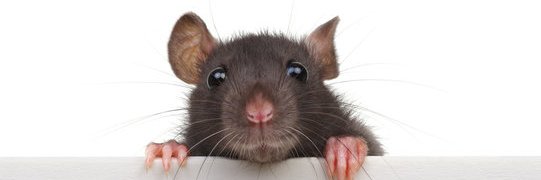 DANNY VERMIN 🐀🐀🐀(Parody) banner