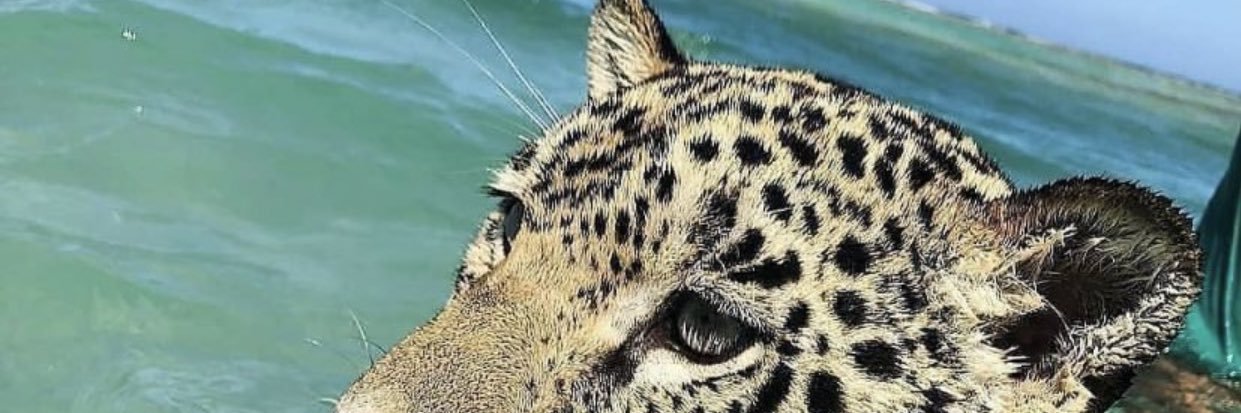 KyllianGaba's profile banner image