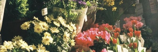 disa banner