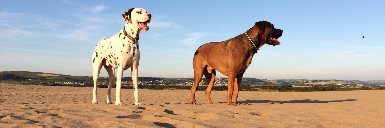 BaileySpottyDog's profile banner image
