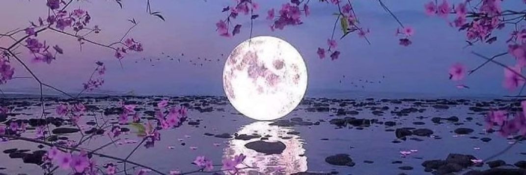 SomethingSilly banner