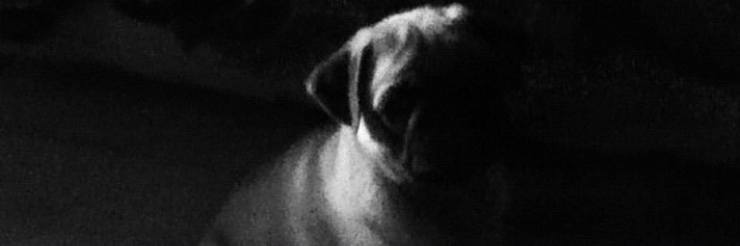 bibiaphoto's profile banner image