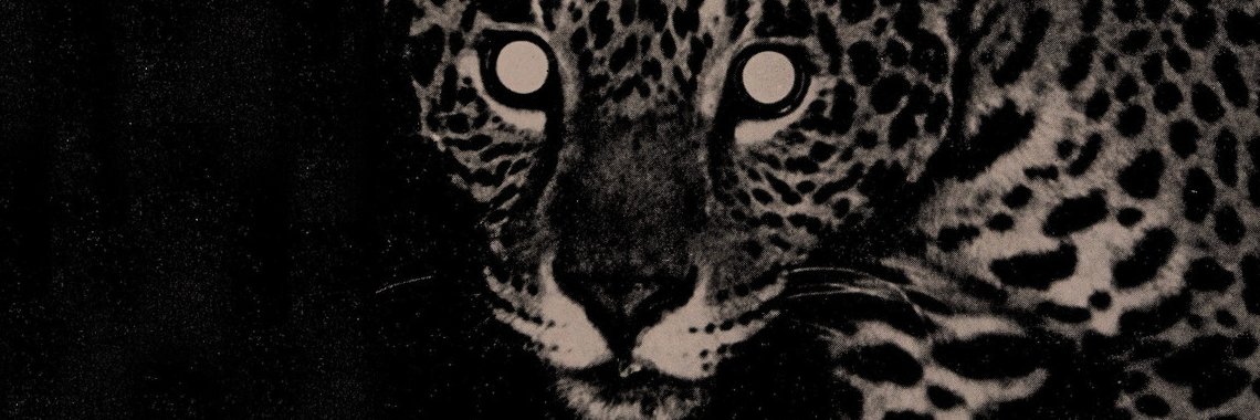 rielleO_o's profile banner image