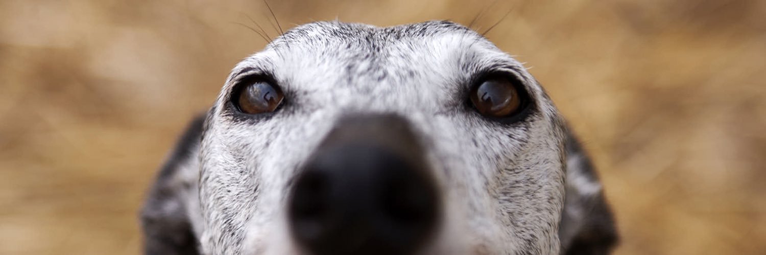 Iranzu Larrasoaña banner