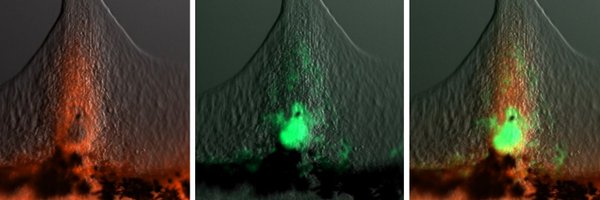 EVasilevaSci Profile Banner