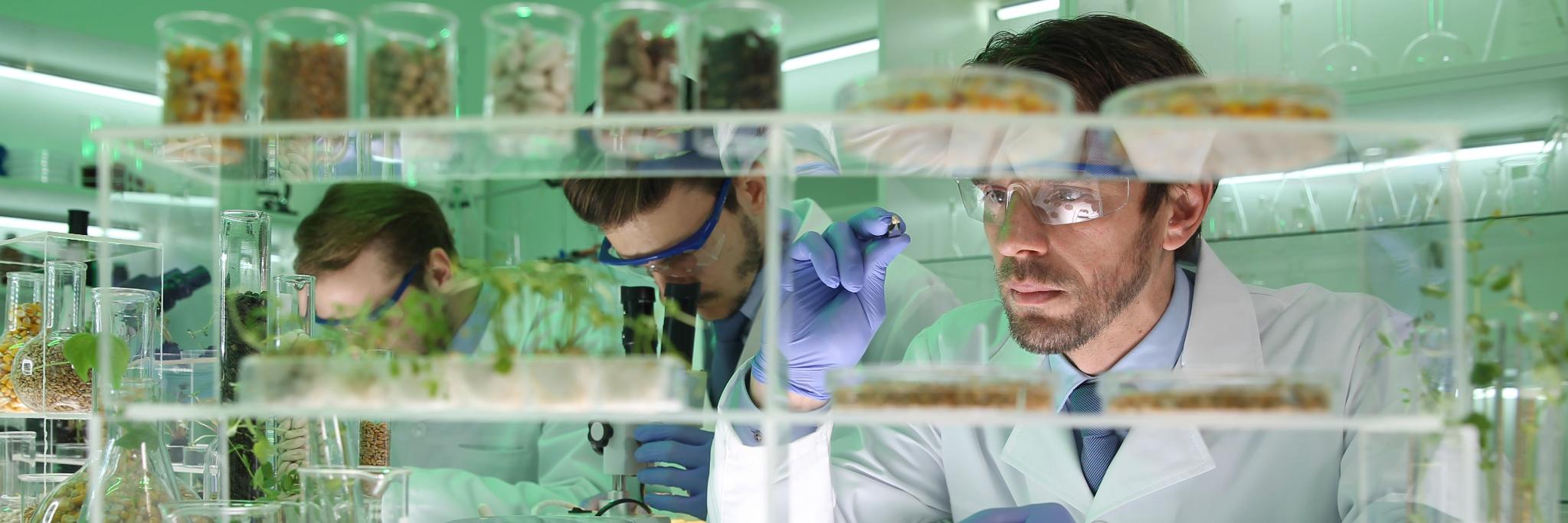 The Quinoa Company banner