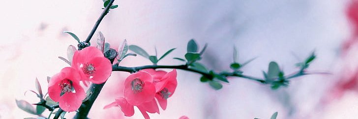 canela552000's profile banner image