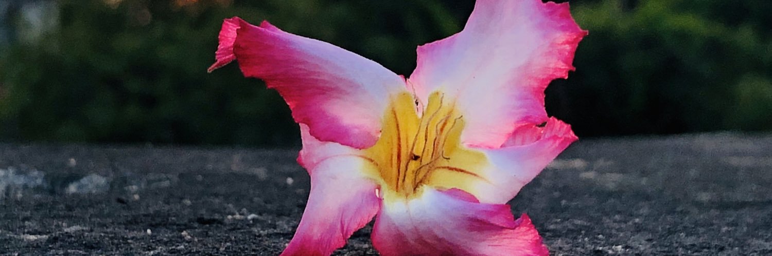 dmemorysnapper's profile banner image