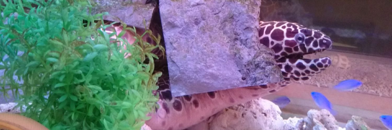 うぃる🐻‍❄️ banner