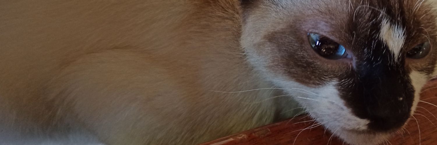GATAEPICA's profile banner image