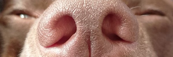 Snark_Streams Profile Banner