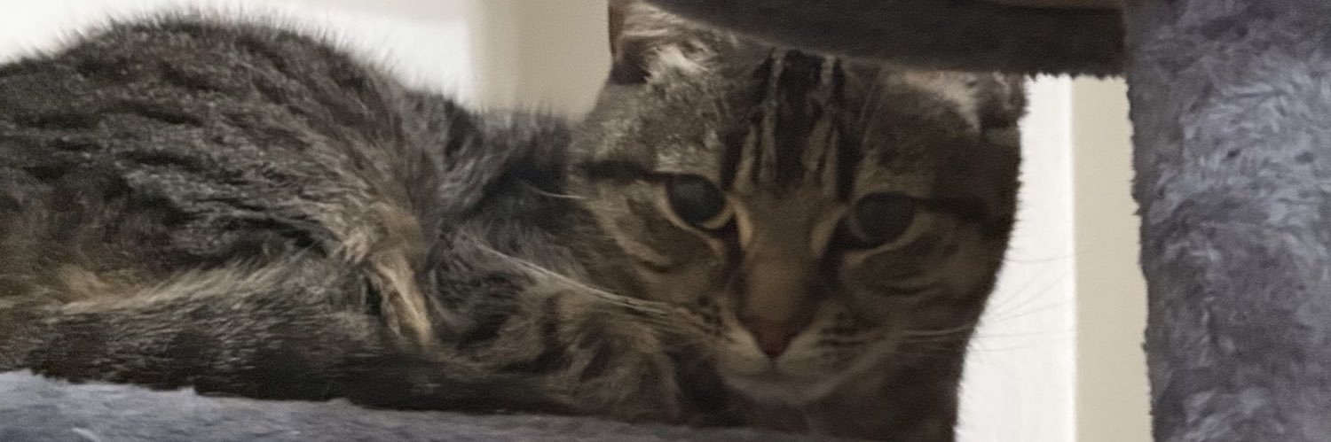 zuva 🐾 banner