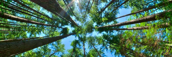 Save The Animals banner