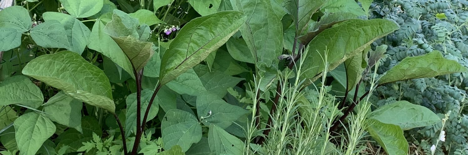 G. comme Gaëlle 🍅🌽🫑🌶️ banner