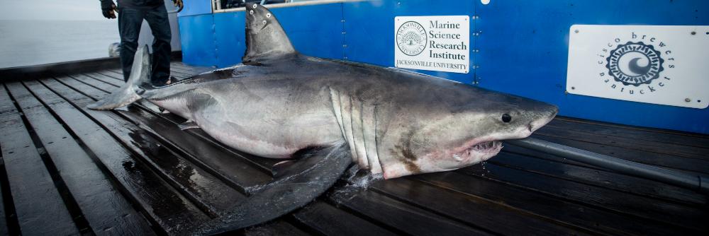 White Shark Miss May banner